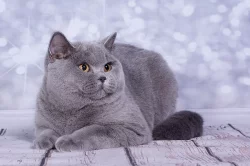 Britská koťata s PP